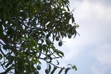 Bir mango ağacının yakınında. 