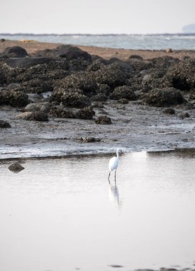 Güzel beyaz balıkçıl kuşu kumlu sahilde