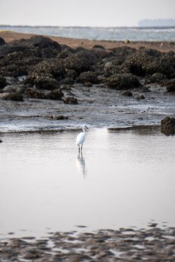 Güzel beyaz balıkçıl kuşu kumlu sahilde