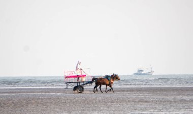 ALIBAG, MAHARASHTRA, INDIA -  25 March 2024 : Unidentified tourist riding a two-wheeled carriage at Alibag beach near Kolaba Fort in morning. clipart