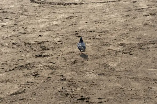 Doğal doku: plaj kumunun üst görüntüsü, temiz, pürüzsüz ve pürüzsüz. Yaz konsepti, seyahatler, tatiller ve açık hava keyfi için minimalist bir altyapı. Kumsalda tatlı bir kuş 