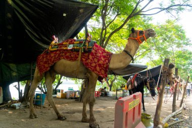 Hindistan 'da yeşil ağaçlara karşı bir Hint devesinin portresi