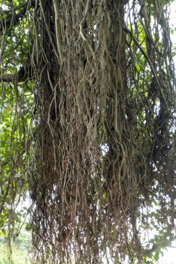 Hindistan 'da parktaki ağaçların kuru dalları. 