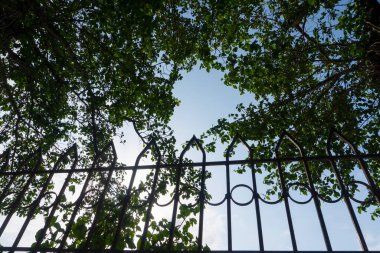 Metal çit, yeşil yapraklar ve mavi gökyüzü