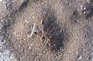 bazı karıncalar birlikte çalışan makro çekim 