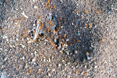 bazı karıncalar birlikte çalışan makro çekim 