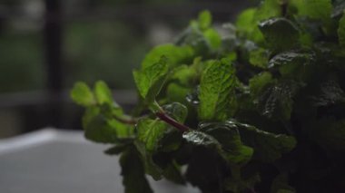 Masada taze yeşil nane yaprakları