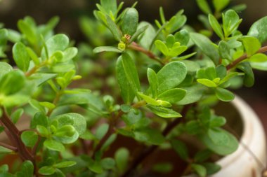 Çaydanlıkta yetişen taze yeşil yapraklar.