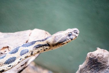 Ağaç dalındaki bir yılanın portresini kapat. 