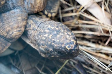 Hayvanat bahçesindeki kaplumbağa, karadaki sevimli sürüngen.