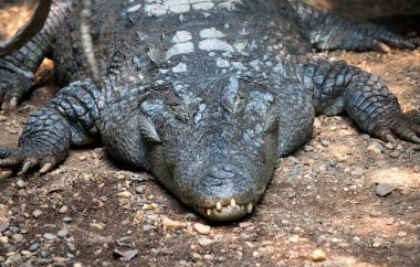 Hayvanat bahçesindeki toprakta timsah manzarası.
