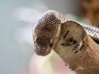 Ağaç dalındaki bir yılanın portresini kapat. 