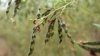 Olgunlaşmamış yeşil kapsüllerin ve fasulye yapraklarının yakın görüntüsü. Hasat konsepti.                   