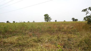 yeşil alan ve doğa arka planındaki ağaçlar