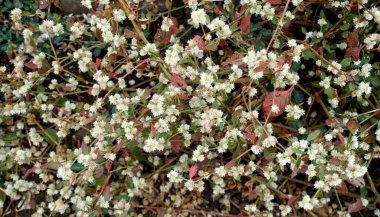 Doğa arka planında güzel renkli çiçekler