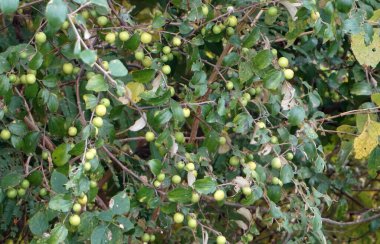 Ağaçta yeşil yapraklı meyveler var.