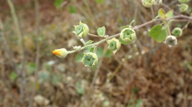 Bahçedeki sarı çiçek doğa arka planında