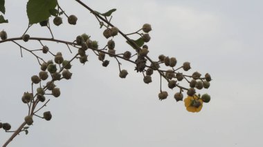 Bahçedeki sarı çiçek doğa arka planında