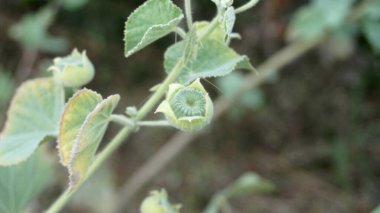 yeşil bitkiler doğa arka planında tohumlar