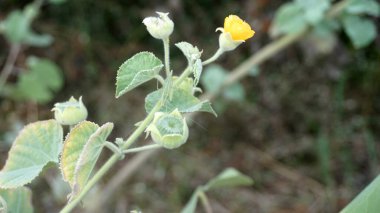 Bahçedeki sarı çiçek doğa arka planında