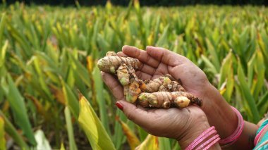 Bir avuç taze zencefil tutan kadın elleri.