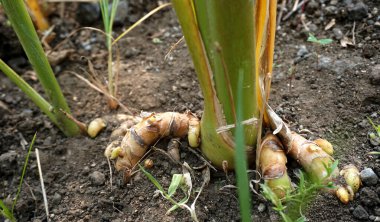 Bahçede sebzeler yetişiyor.