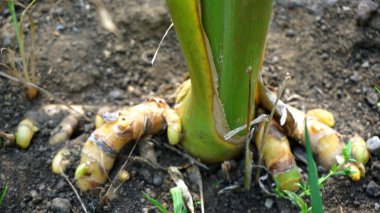 Bahçede sebzeler yetişiyor.