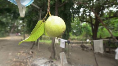 Ormanda yeşil ağaçlar ve doğal arka planda meyveler