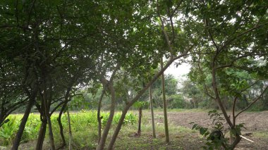 Ormandaki yeşil ağaçlar doğa arka planında