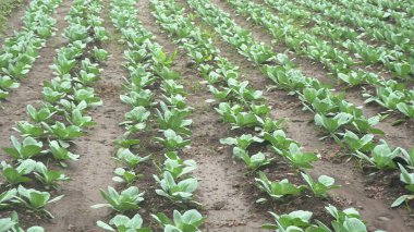 Bahçede yetişen yeşil sebze filizleri.