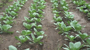 Bahçede yetişen yeşil sebze filizleri.