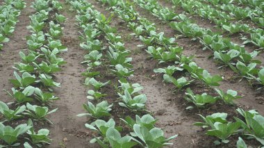 Bahçede yetişen yeşil sebze filizleri.