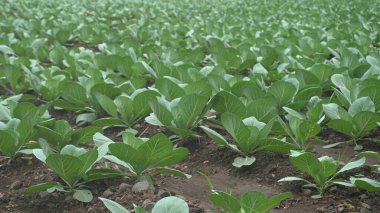 Bahçede yetişen yeşil sebze filizleri.