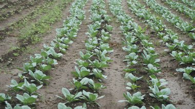 Bahçede yetişen yeşil sebze filizleri.