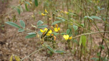 Olgunlaşmamış yeşil kapsüllerin ve fasulye yapraklarının yakın görüntüsü. Hasat konsepti.                   