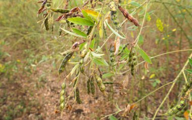 Olgunlaşmamış yeşil kapsüllerin ve fasulye yapraklarının yakın görüntüsü. Hasat konsepti.                   