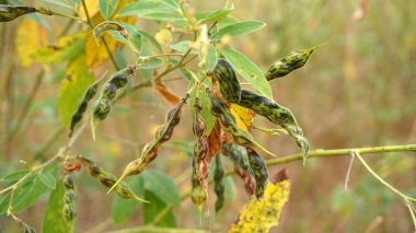 Olgunlaşmamış yeşil kapsüllerin ve fasulye yapraklarının yakın görüntüsü. Hasat konsepti.                   