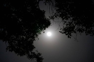 Karanlık ağaçlar ve ay ile gece gökyüzü 
