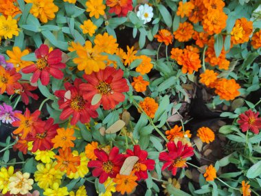 Baharda bahçede güzel, renkli çiçekler.