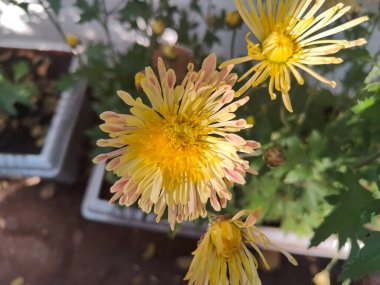 Güzel, sarı çiçekler baharda bahçede.