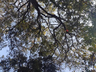 Yeşil ağaçlar ve gökyüzü ile ormanın güzel manzarası