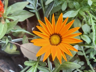 Bahçedeki güzel portakal çiçekleri, kapatın.