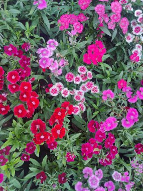 Baharda bahçede güzel, renkli çiçekler.