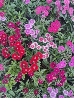 Baharda bahçede güzel, renkli çiçekler.