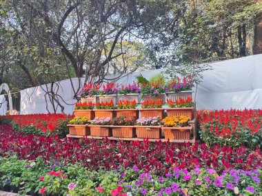 Baharda bahçede güzel, renkli çiçekler.