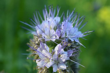 Arılar tarafından sevilen mavi-mor safhalardaki yüksek solunum cihazları