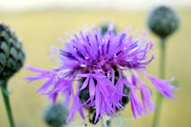 mor devedikeni kokusu ile arıları çekiyor.