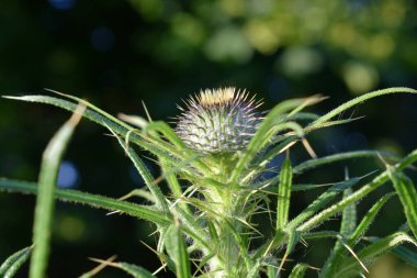 mor devedikeni kokusu ile arıları çekiyor.