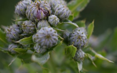 mor devedikeni kokusu ile arıları çekiyor.