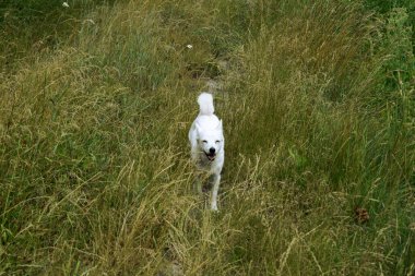 A small white dog running on the grass with a beautiful black nose and eyes.